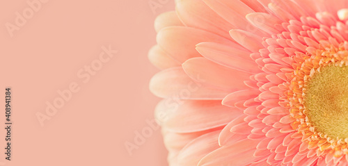 Pastel pink gerbera daisy photographed macro. Spring flowers shot close up. Creative abstract natural background.Floral layout, wallpaper.