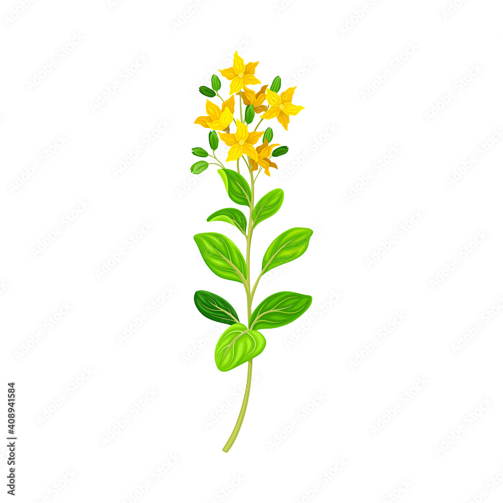 Hypericum Perforatum Flowering Plant on Stem as Medical Herb Vector Illustration Hypericum Perforatum Flowering Plant on Stem as Medical Herb Vector Illustration