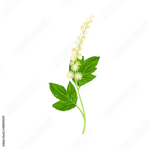 Flowering Plant Specie as Medical Herb Vector Illustration