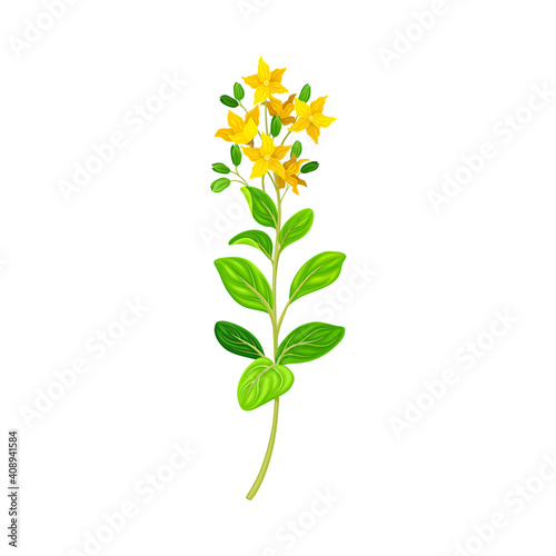 Hypericum Perforatum Flowering Plant on Stem as Medical Herb Vector Illustration