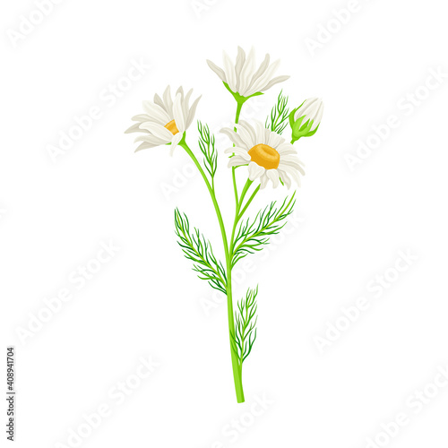 Camomile Flowering Plant Specie on Stem as Medical Herb Vector Illustration