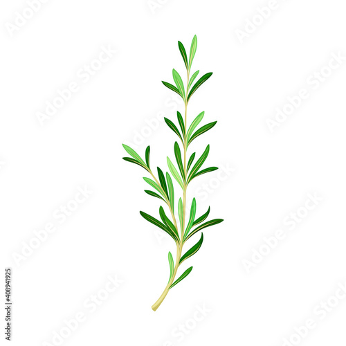 Rosemary with Fragrant, Evergreen, Needle-like Leaves as Medical Herb Vector Illustration