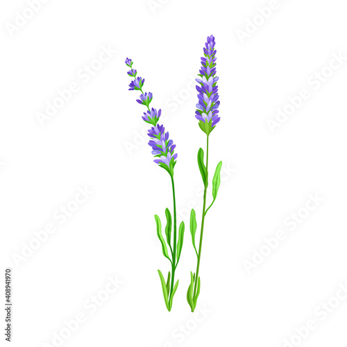 Lavender Flowering Plant with Violet Florets on Stem as Medical Herb Vector Illustration