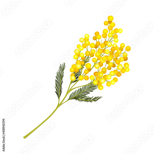 Evergreen Acacia Dealbata or Mimosa with Bipinnate Glaucous Leaves and Globose Bright Yellow Flowerheads Vector Illustration