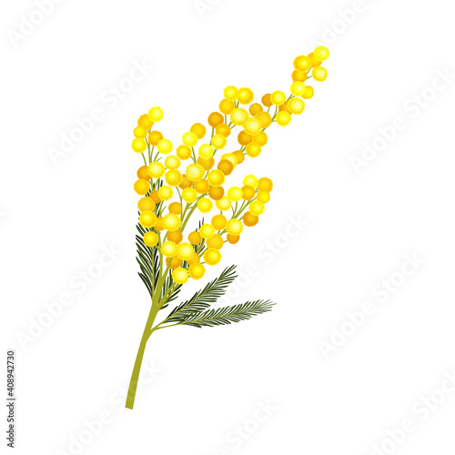 Evergreen Acacia Dealbata or Mimosa with Bipinnate Glaucous Leaves and Globose Bright Yellow Flowerheads Vector Illustration