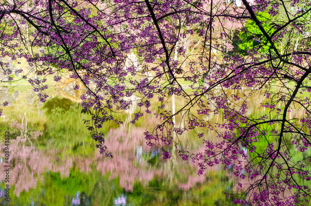 Pink flower blooming of Prunus cerasoides or Wild Himalayan Cherry and the natural pond Pink flower blooming of Prunus cerasoides or Wild Himalayan Cherry and the natural pond