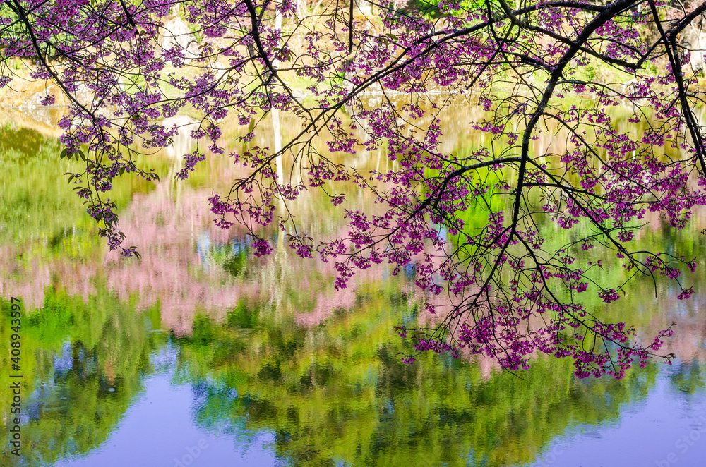 Pink flower blooming of Prunus cerasoides or Wild Himalayan Cherry and the natural pond Pink flower blooming of Prunus cerasoides or Wild Himalayan Cherry and the natural pond