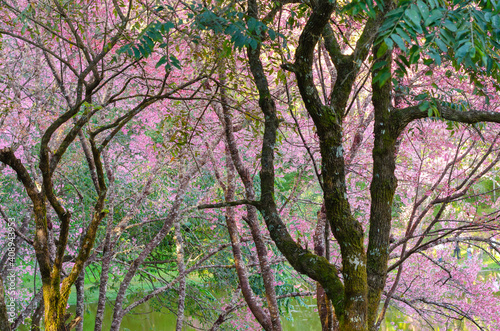 Pink flower blooming of Prunus cerasoides or Wild Himalayan Cherry in the forest