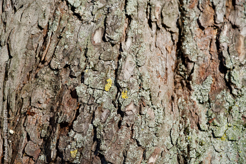 Closeup bark of a tree.