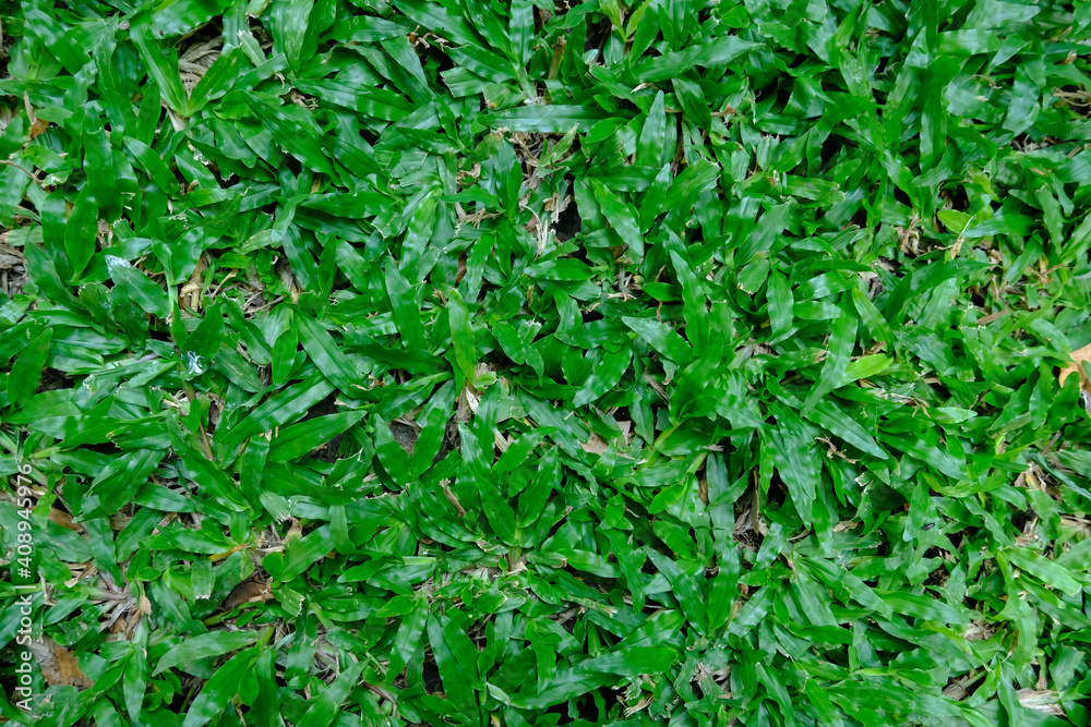 close up green grass background close up green grass background