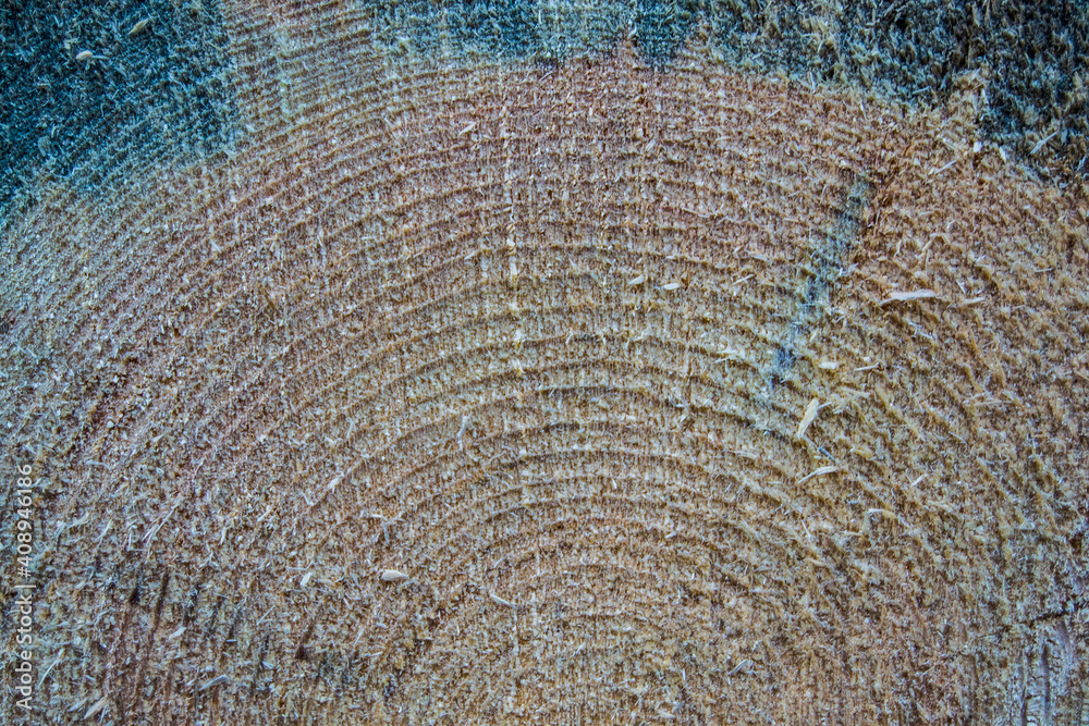 Fototapeta premium pine tree texture with knot