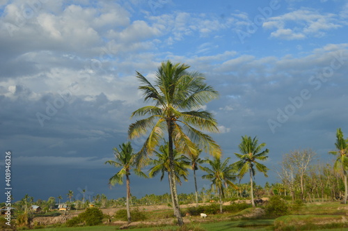 Fototapeta Naklejka Na Ścianę i Meble -  A coconut tree in a field