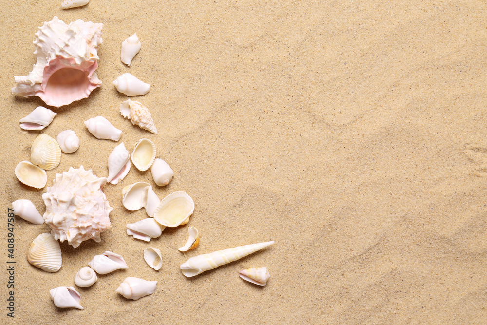 Beautiful seashells on beach sand, flat lay with space for text. Summer vacation Beautiful seashells on beach sand, flat lay with space for text. Summer vacation