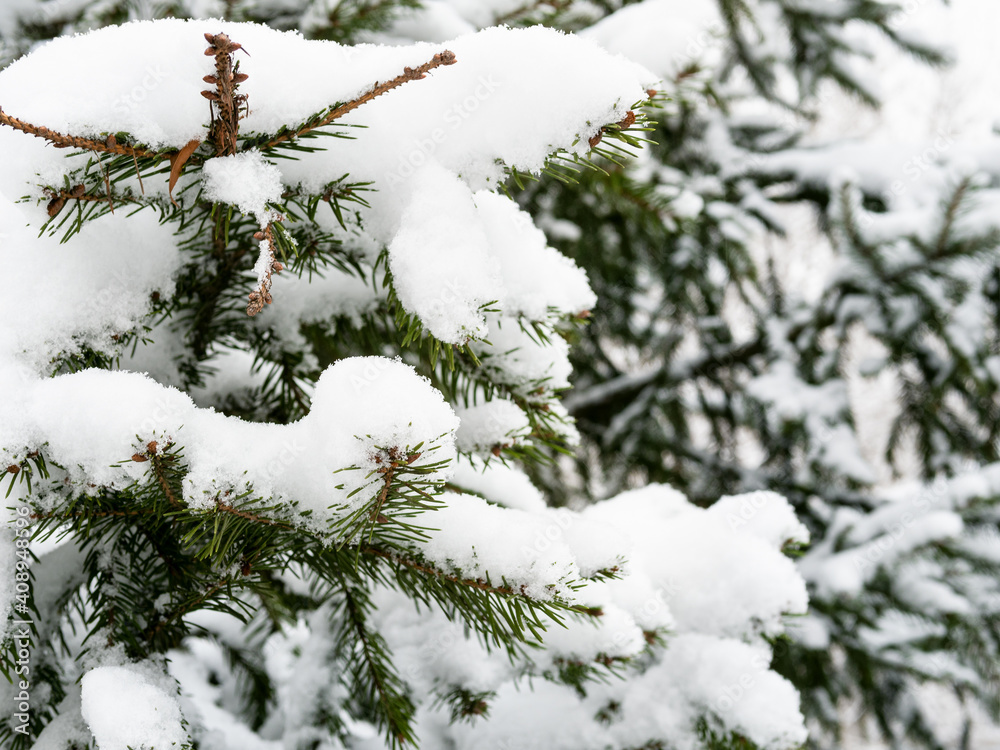 snow-covered branch of fir tree close up on overcast winter day (focus on the twig in foreground)