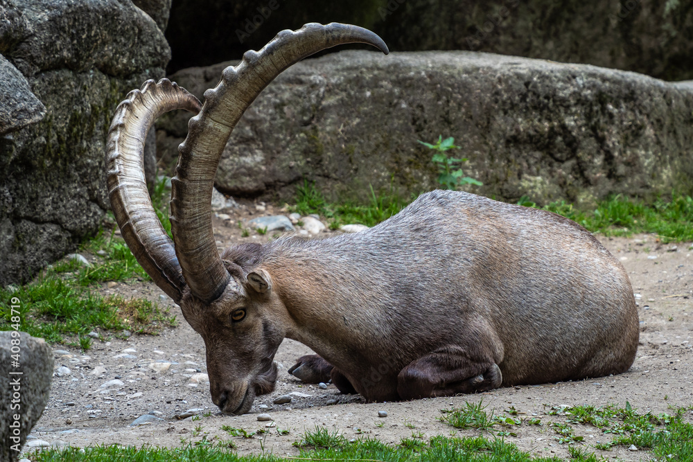 Male mountain ibex or capra ibex on a rock