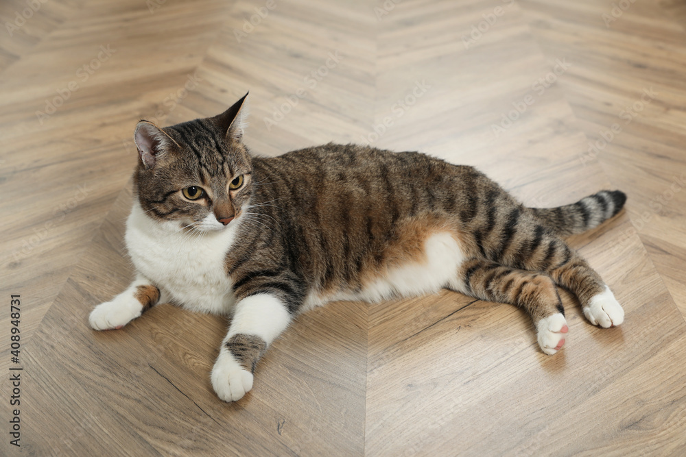 Cute cat resting on warm floor at home. Heating system Cute cat resting on warm floor at home. Heating system