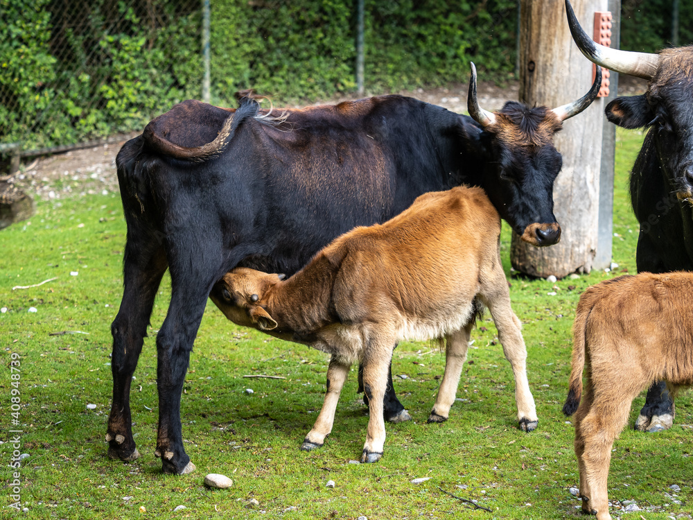 Baby Heck cattle, Bos primigenius taurus or aurochs in the zoo Baby Heck cattle, Bos primigenius taurus or aurochs in the zoo