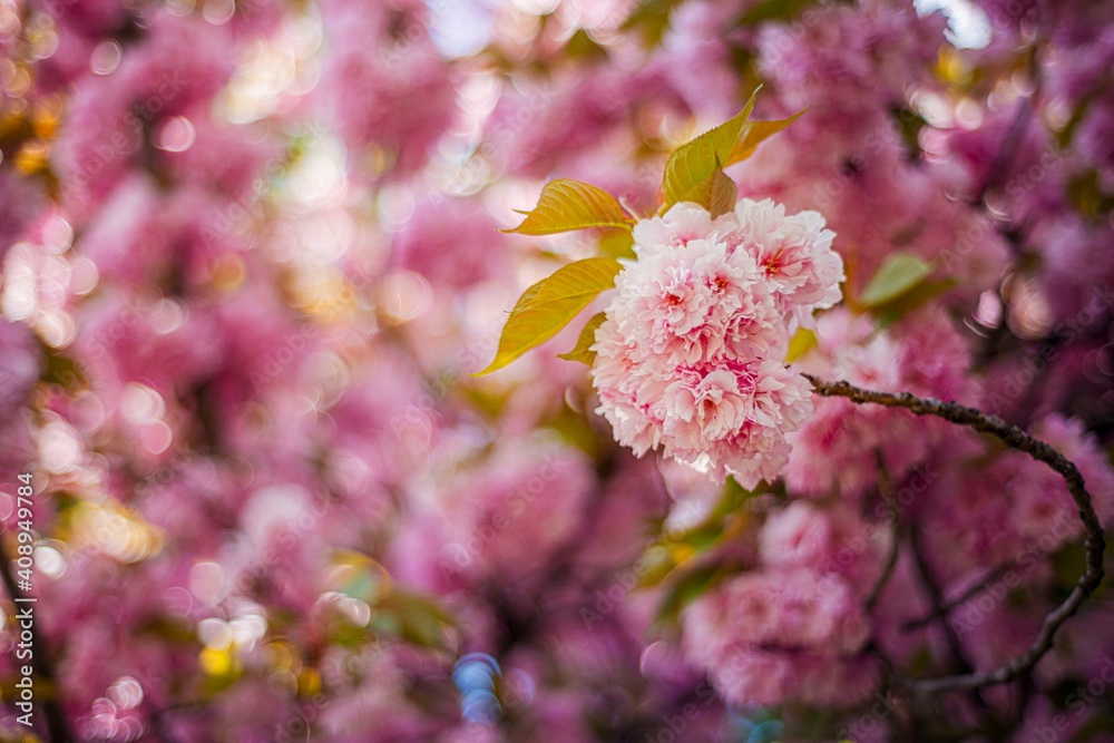 pink sakura leaves, cherry blossoms in spring, buds on a black trunk, pink Japanese cherry blossoms, first fresh flowers on the tree pink sakura leaves, cherry blossoms in spring, buds on a black trunk, pink Japanese cherry blossoms, first fresh flowers on the tree