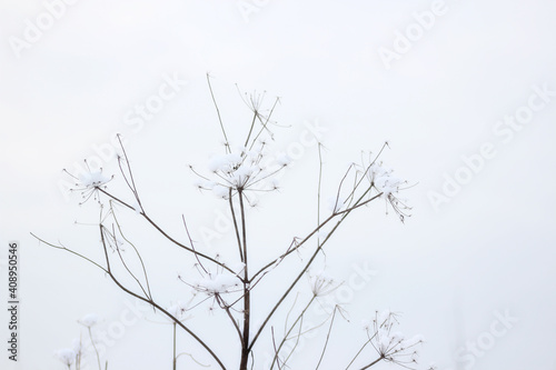 winter plant covered in snow