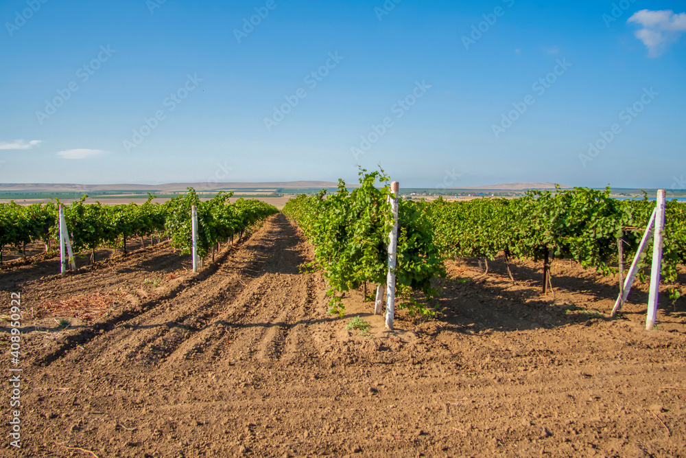 Landscape of vineyards. A field of young grapes. Landscape of vineyards. A field of young grapes.