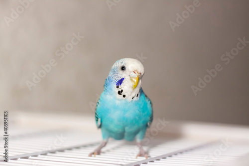 A beautiful blue budgie sits without a cage. Tropical birds at home.