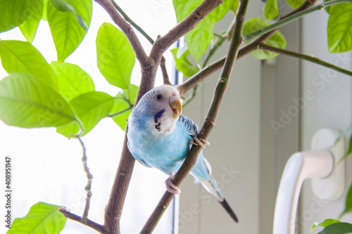 Obraz na płótnie A beautiful blue budgie sits without a cage on a house plant