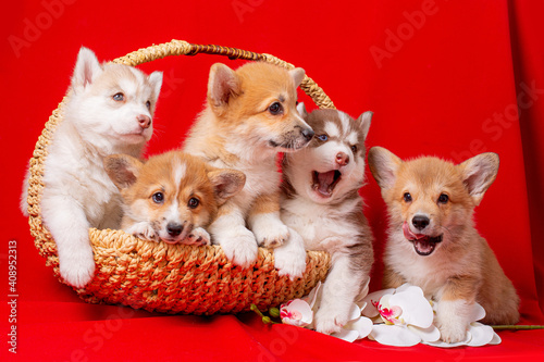 a group of husky and corgi puppies sit in a basket on a red background