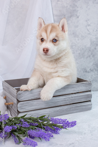 siberian husky puppy on a background with lavender flowers