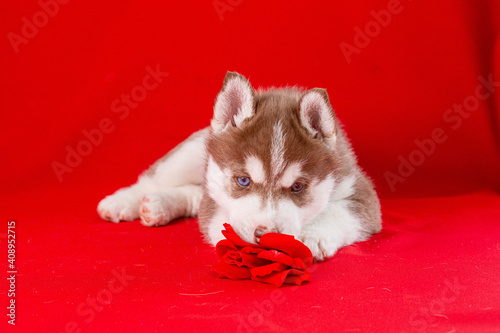 a Siberian husky puppy lies on a red background with a red rose © Olesya Pogosskaya