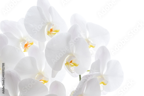 白背景の胡蝶蘭
