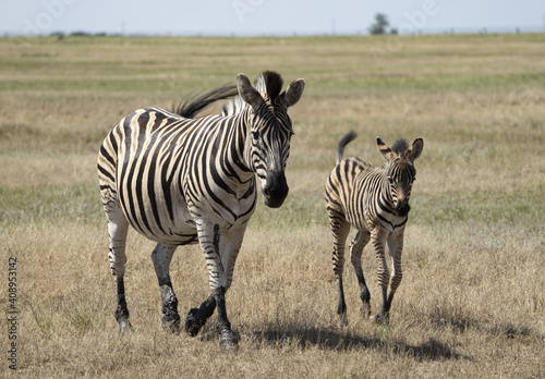 Zebra with a beautiful mane grazes in a wild field