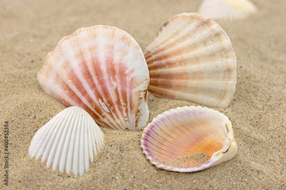 Verschiedene Herzmuscheln, Cardiidae, im Sand Verschiedene Herzmuscheln, Cardiidae, im Sand