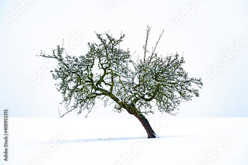 tree in snow