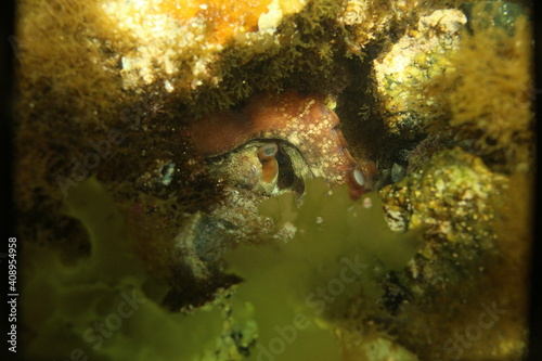 A common octopus hiding in its den