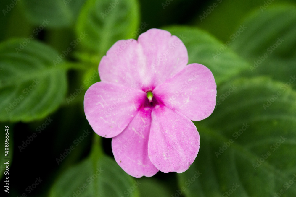 Pink flower on green leaves