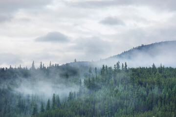 Keuken achterwand Mistig bos Dichte mist tussen bosbomen  © Galyna Andrushko