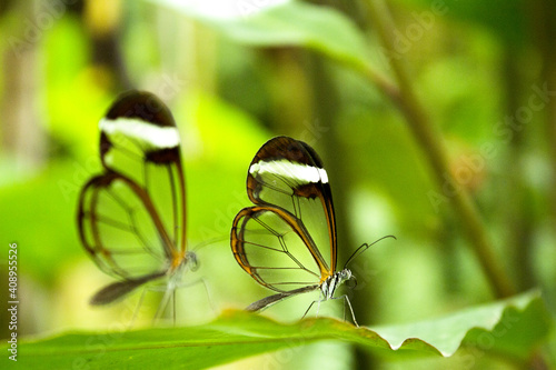 Two greta oto butterflies on green tree leaf