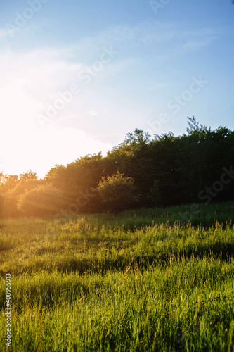 Spring landscape, green grass, wild flowers bloom. ime before sunset.