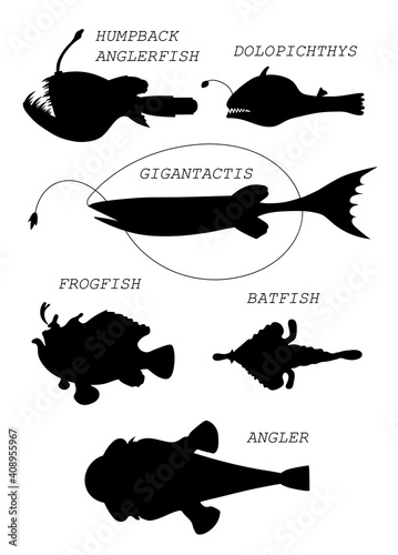 Deep-sea fishs. Black silhouette vector illustratuin collection.
