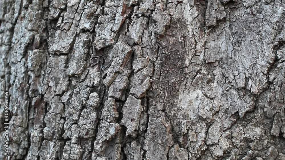 Grey furrowed scaly plate bark of Southern Black Walnut, Juglans Californica, Juglandaceae, native perennial deciduous tree in Temescal Gateway Park, Santa Monica Mountains, Transverse Ranges, Winter. Grey furrowed scaly plate bark of Southern Black Walnut, Juglans Californica, Juglandaceae, native perennial deciduous tree in Temescal Gateway Park, Santa Monica Mountains, Transverse Ranges, Winter.