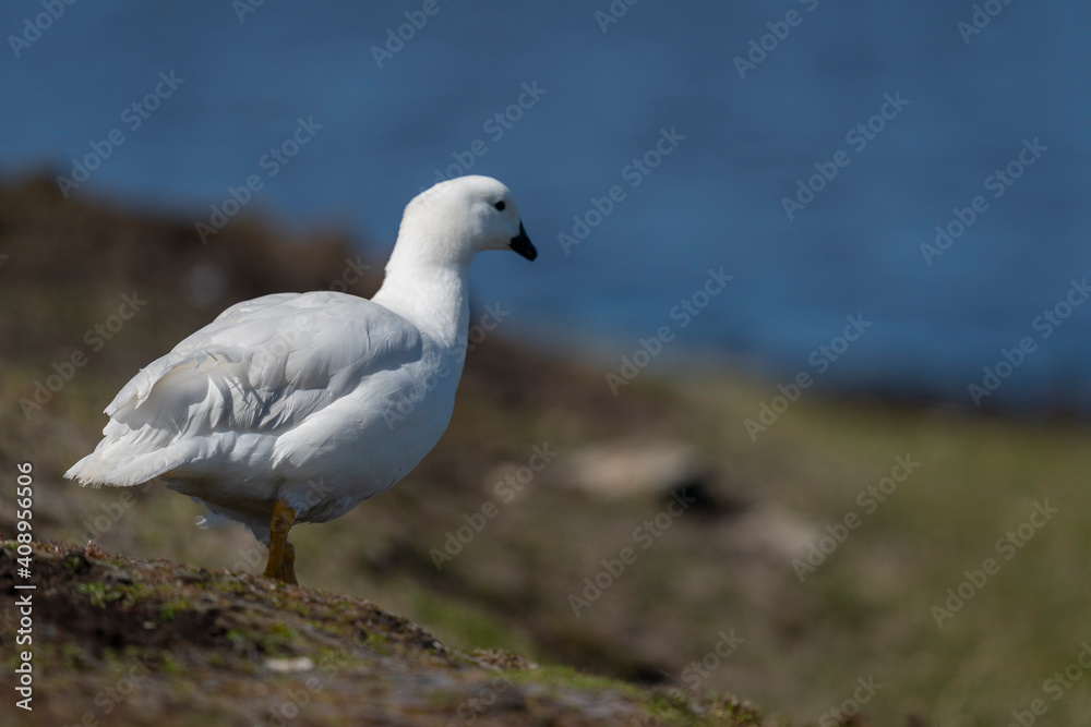 The kelp goose (Chloephaga hybrida) The kelp goose (Chloephaga hybrida)