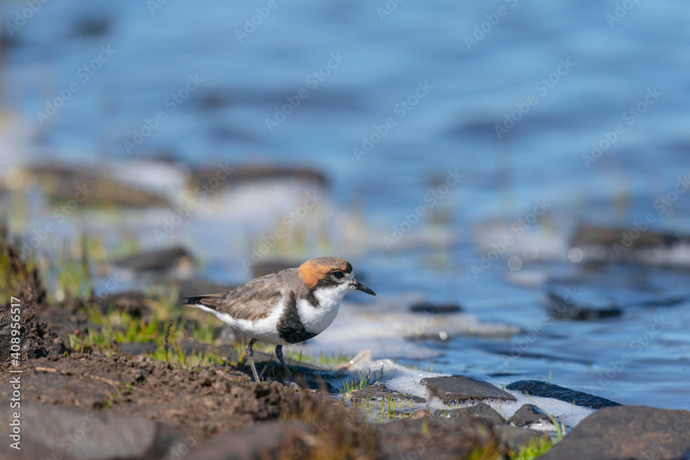 The two-banded plover (Charadrius falklandicus) The two-banded plover (Charadrius falklandicus)