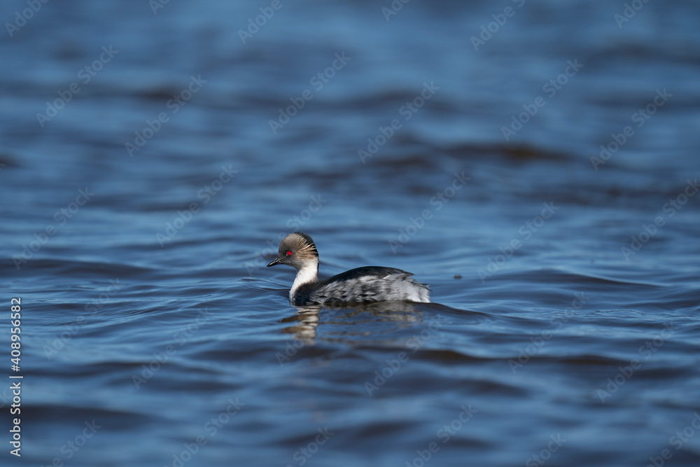 The silvery grebe (Podiceps occipitalis) The silvery grebe (Podiceps occipitalis)