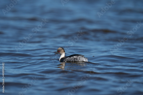 The silvery grebe (Podiceps occipitalis)