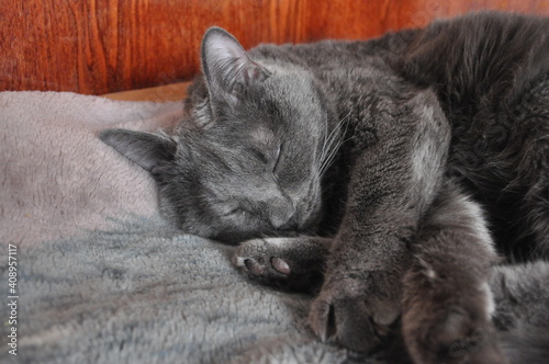 A sleeping gray cat. A domestic cat. A gray fluffy cat sleeps on the bed. A fabulous dream. Rest after lunch. My favorite cat.