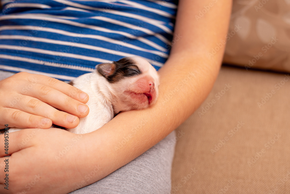 person holding a puppy person holding a puppy