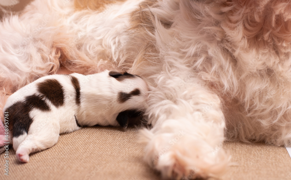 puppy and kitten puppy and kitten