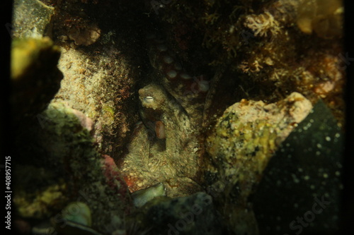 A common octopus hiding in its den © Katherine