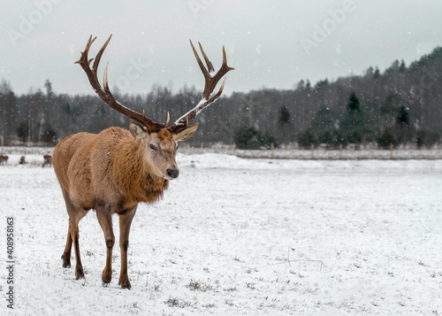 Deer in snowy forest field