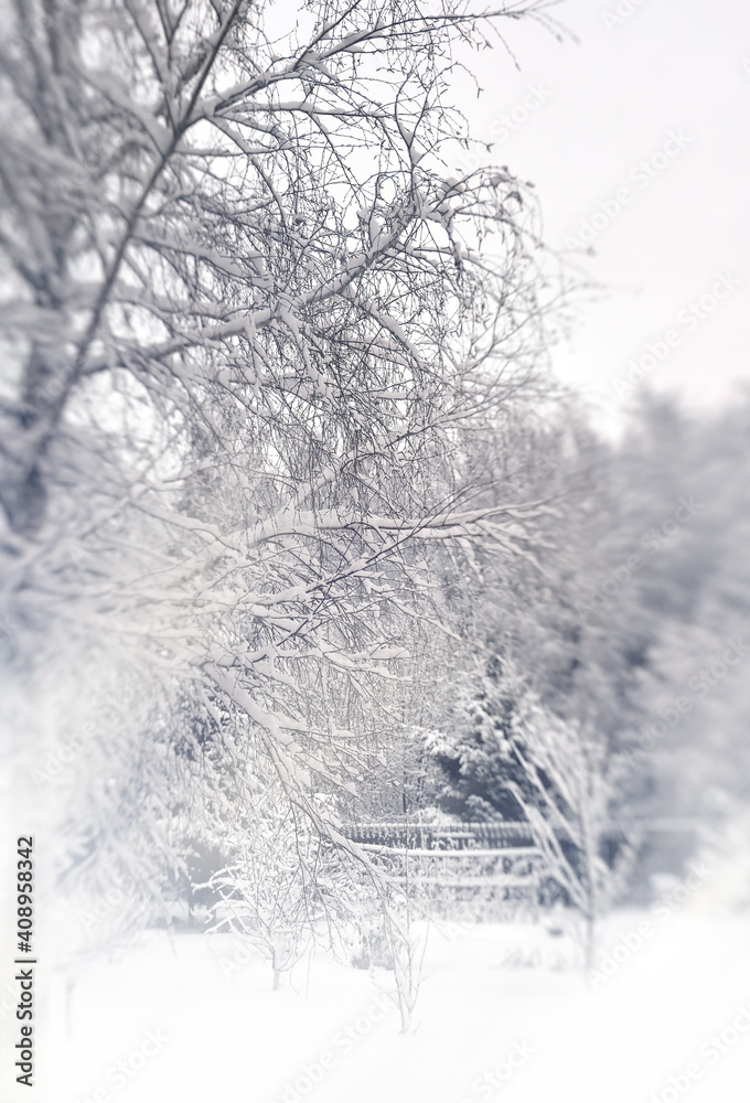 Snow-covered Christmas tree and birch on the background of a snowy forest and a fence. Vertical. Snow-covered Christmas tree and birch on the background of a snowy forest and a fence. Vertical.